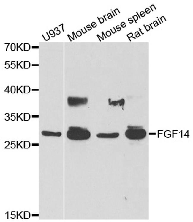 FGF14 Antibody in Western Blot (WB)