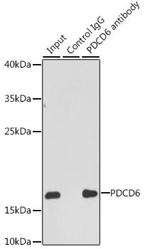 PDCD6 Antibody in Immunoprecipitation (IP)