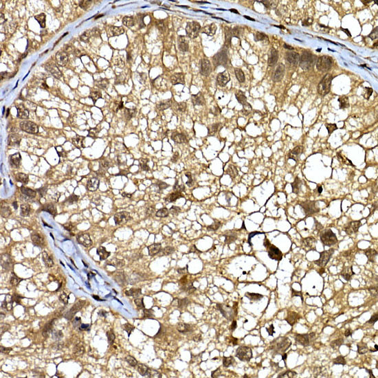 DCAF7 Antibody in Immunohistochemistry (Paraffin) (IHC (P))