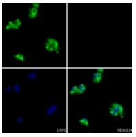 C1r Antibody in Immunocytochemistry (ICC/IF)