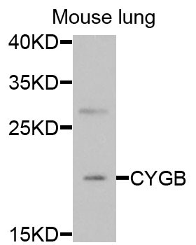 Cytoglobin Antibody in Immunocytochemistry (ICC/IF)