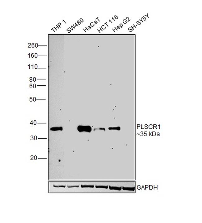 PLSCR1 Antibody in Western Blot (WB)