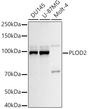 PLOD2 Antibody in Western Blot (WB)