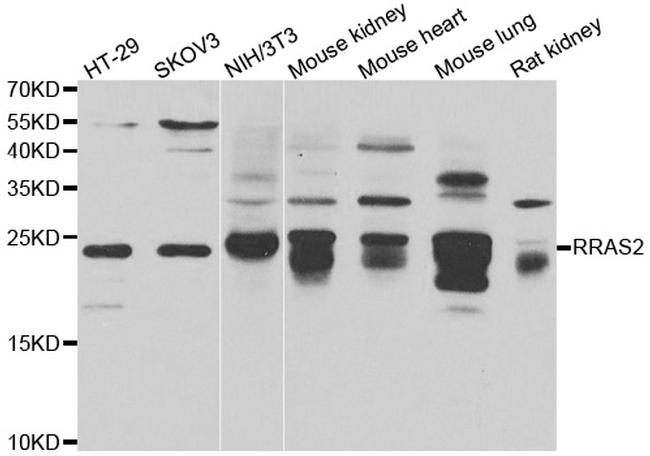 RRAS2 Antibody in Western Blot (WB)