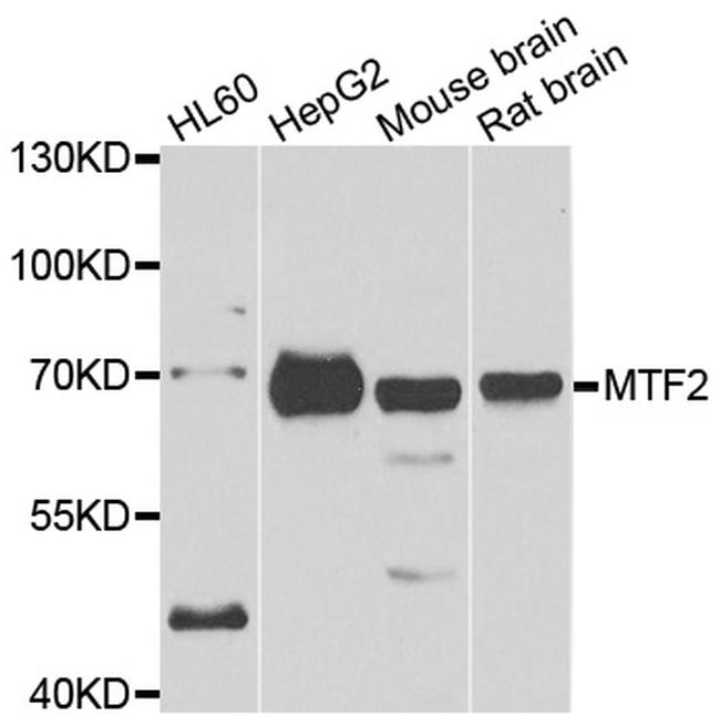 MTF2 Antibody in Western Blot (WB)