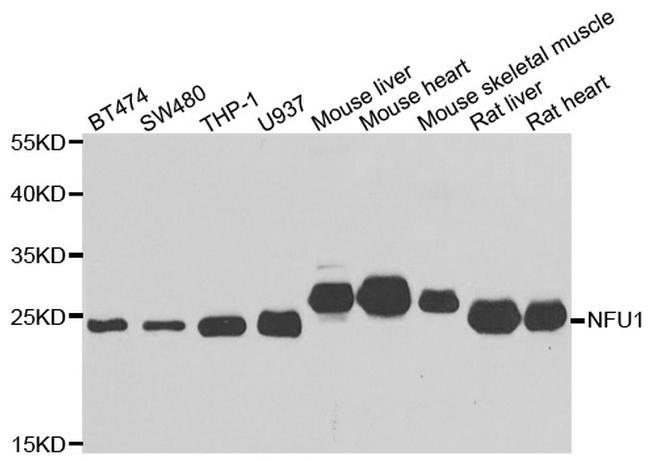 NFU1 Antibody in Western Blot (WB)