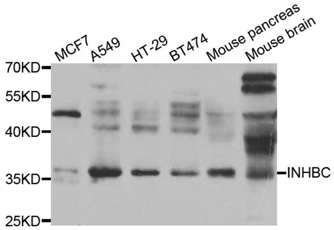 INHBC Antibody in Western Blot (WB)