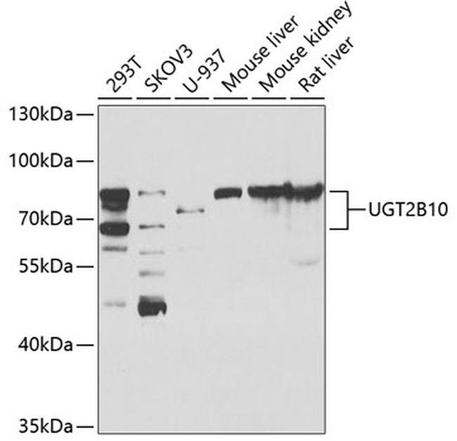UGT2B10 Antibody in Western Blot (WB)
