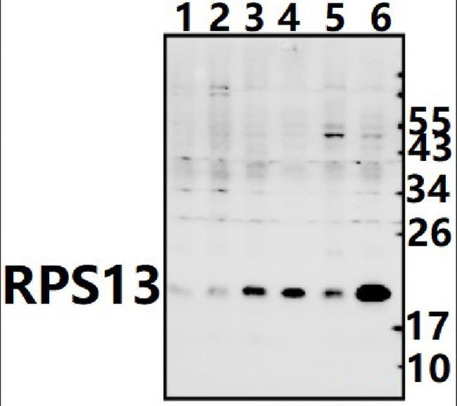 RPS13 Antibody in Western Blot (WB)