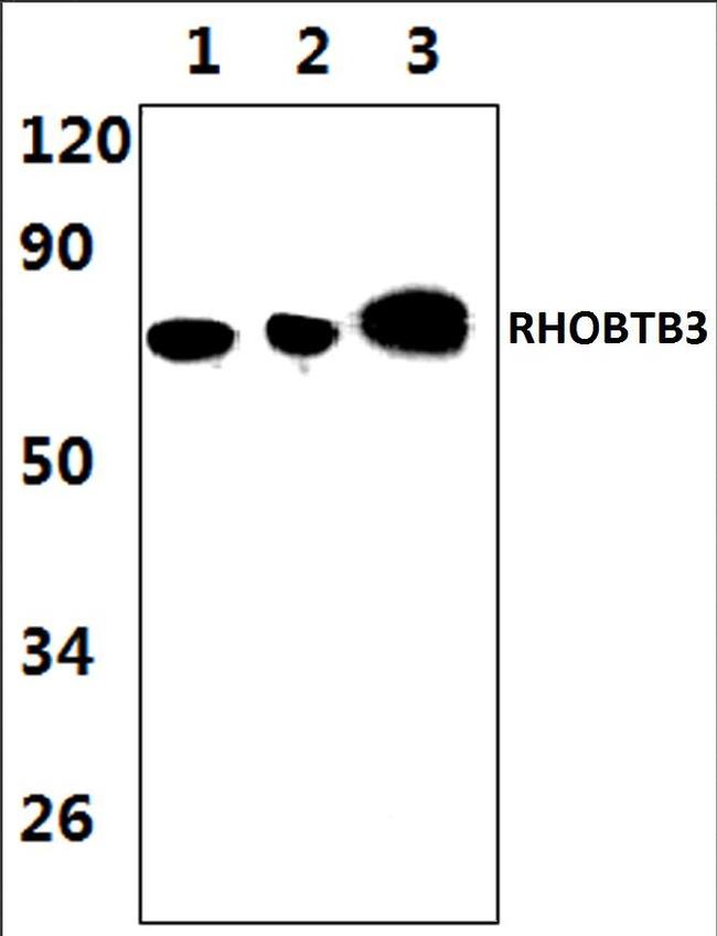RhoBTB3 Antibody in Western Blot (WB)