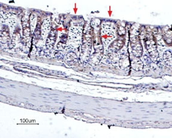 Bestrophin 2 (extracellular) Antibody in Immunohistochemistry (Paraffin) (IHC (P))
