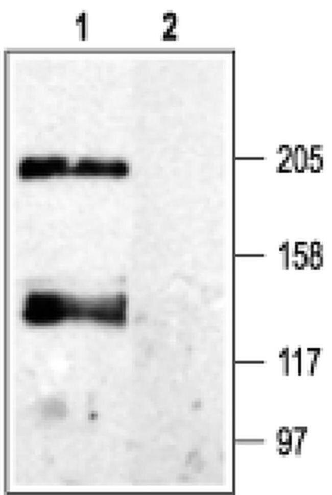 CaVpan alpha1 Antibody in Western Blot (WB)