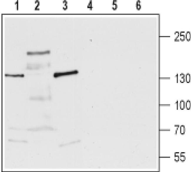 TRPM3 (extracellular) Antibody in Western Blot (WB)