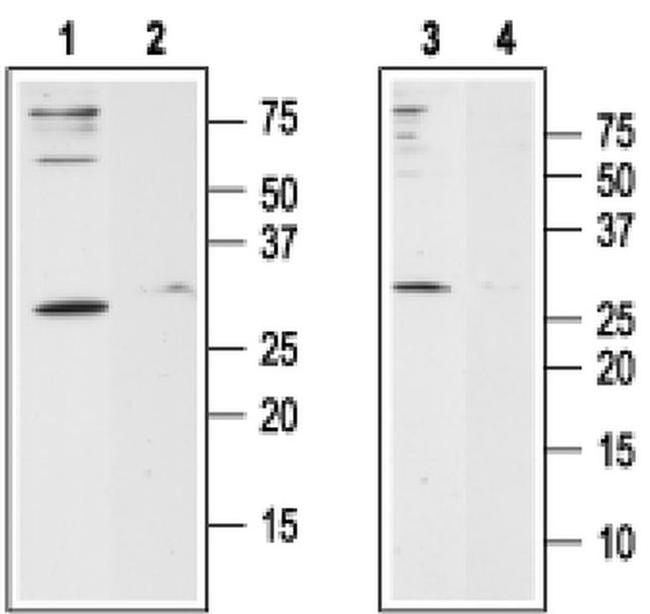 ORAI1 (extracellular) Antibody in Western Blot (WB)