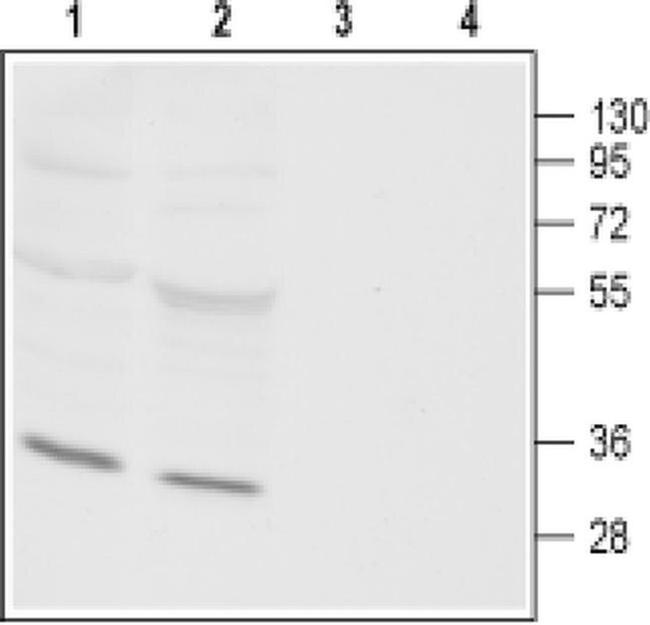 ORAI3 Antibody in Western Blot (WB)