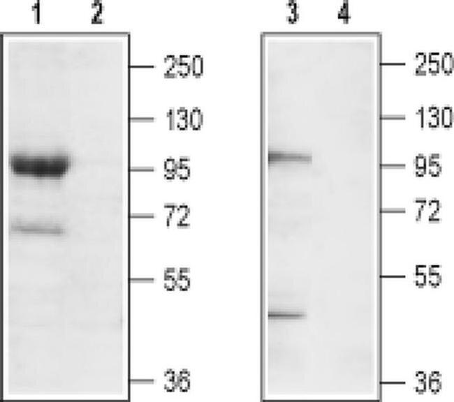 TRPC7 (extracellular) Antibody in Western Blot (WB)