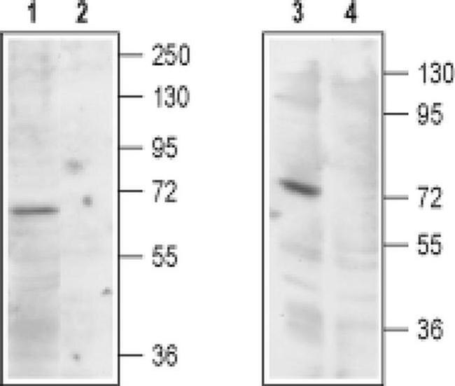 TRPML1 Antibody in Western Blot (WB)
