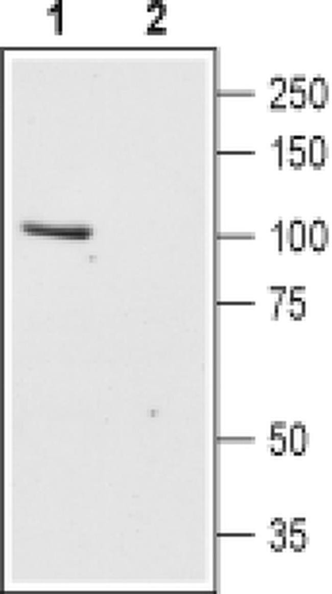 TRPC6 (extracellular) Antibody in Western Blot (WB)