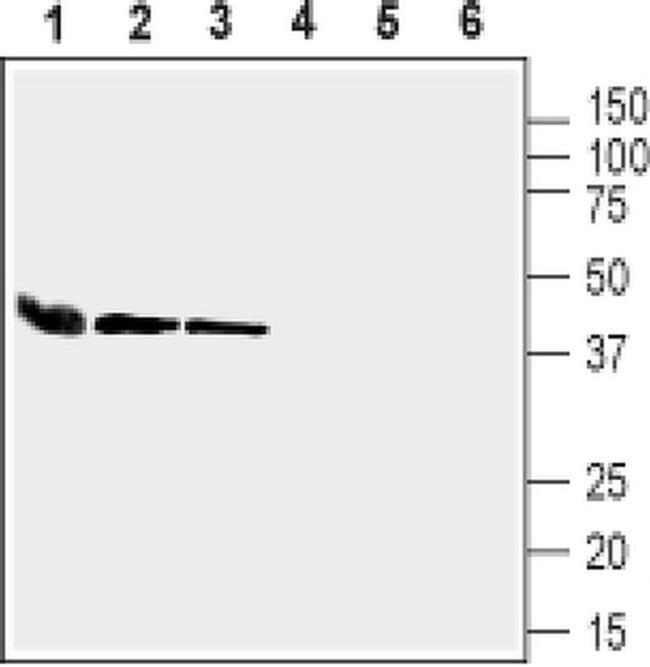 Connexin 37 Antibody in Western Blot (WB)