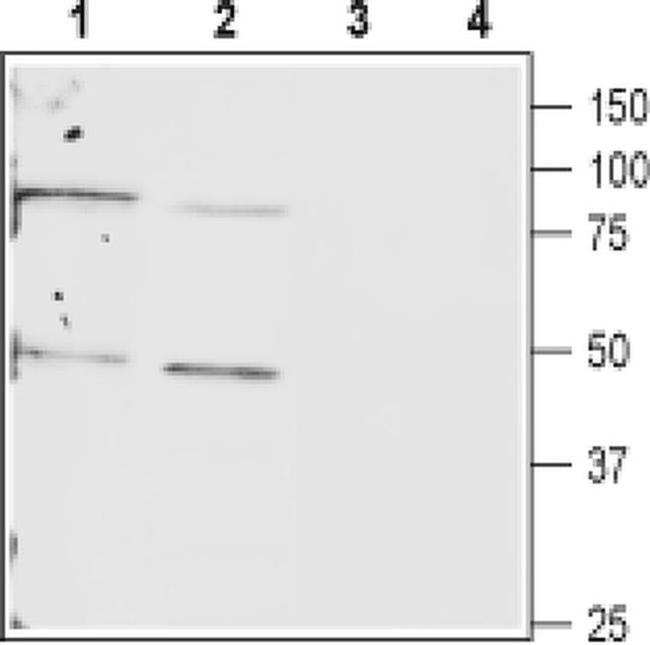 Connexin 40 Antibody in Western Blot (WB)