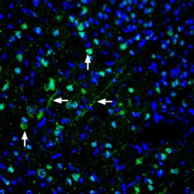 Pannexin 1 Antibody in Immunohistochemistry (Frozen) (IHC (F))