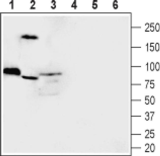 MICU1 Antibody in Western Blot (WB)