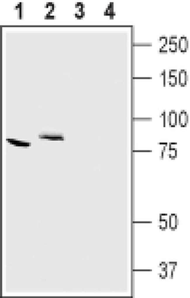 CLCN7 Antibody in Western Blot (WB)