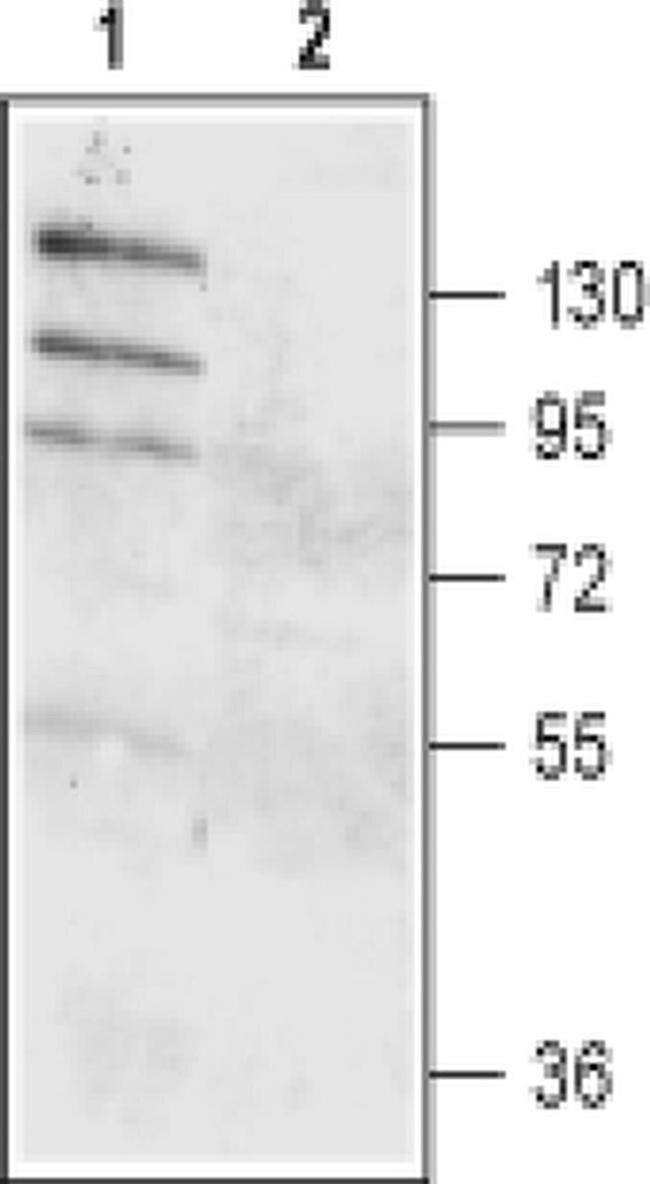 DOG-1 (extracellular) Antibody in Western Blot (WB)