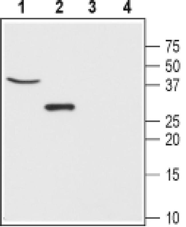 CLIC5 Antibody in Western Blot (WB)