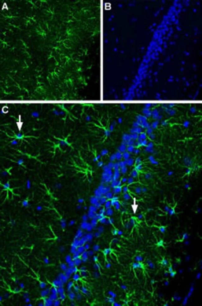 CNTFR (extracellular) Antibody in Immunohistochemistry (IHC)
