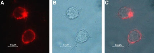 SLC5A7 (extracellular) Antibody in Immunocytochemistry (ICC/IF)