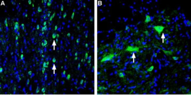 VAChT Antibody in Immunohistochemistry (Frozen) (IHC (F))