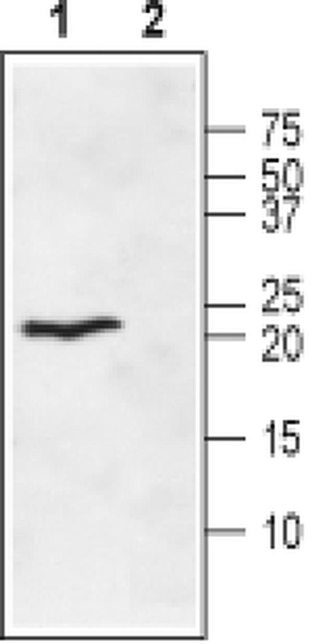 Ephrin A1 (extracellular) Antibody in Western Blot (WB)