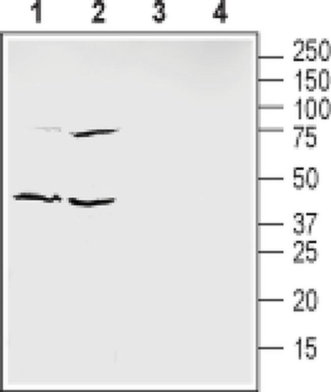 Ephrin B1 (extracellular) Antibody in Western Blot (WB)