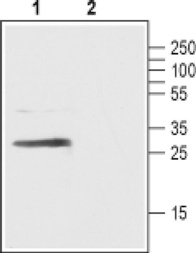 GPR40 (extracellular) Antibody in Western Blot (WB)