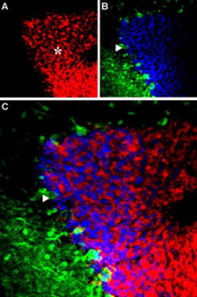 GABRA6 (extracellular) Antibody in Immunohistochemistry (IHC)
