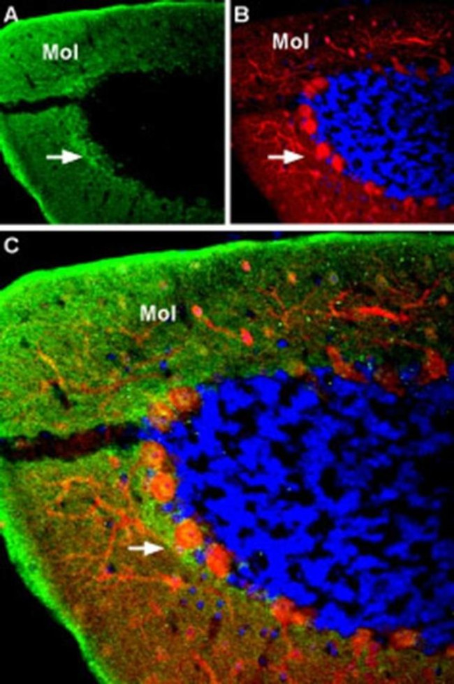 GABRA4 (extracellular) Antibody in Immunohistochemistry (IHC)
