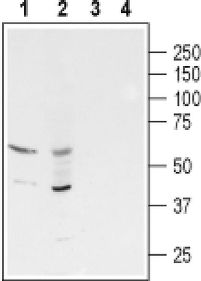 GABRR3 (extracellular) Antibody in Western Blot (WB)