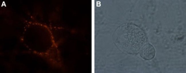 GRIK1 (extracellular) Antibody in Immunocytochemistry (ICC/IF)