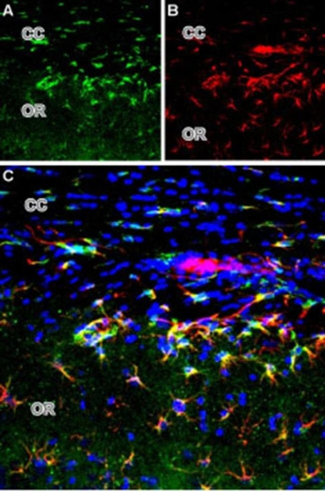 mGluR2 (extracellular) Antibody in Immunohistochemistry (Frozen) (IHC (F))