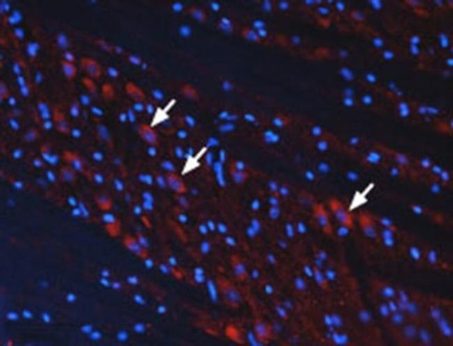 mGluR3 (extracellular) Antibody in Immunohistochemistry (Frozen) (IHC (F))