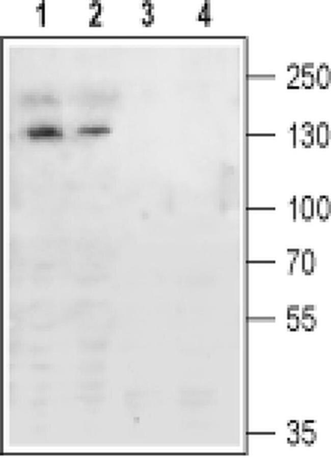 mGluR4 (extracellular) Antibody in Western Blot (WB)