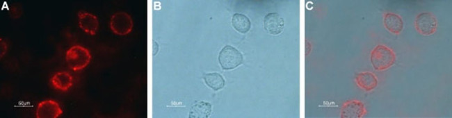 mGluR7 (extracellular) Antibody in Immunocytochemistry (ICC/IF)