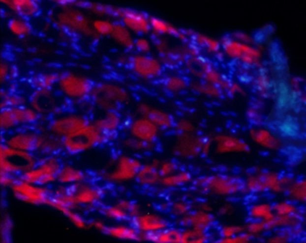 GluR4 (extracellular) Antibody in Immunohistochemistry (Frozen) (IHC (F))