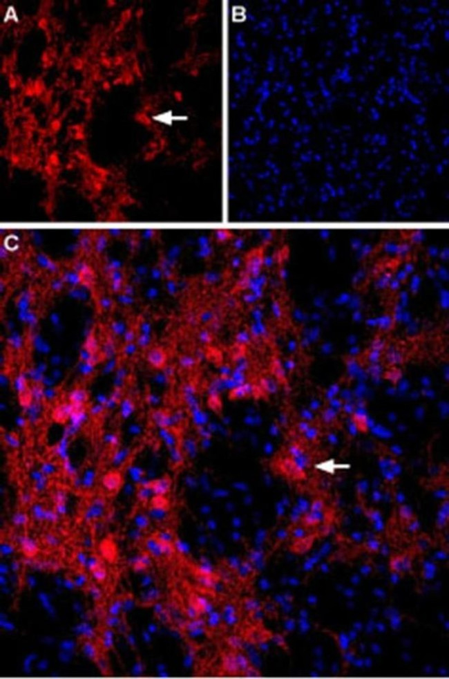mGluR8 (extracellular) Antibody in Immunohistochemistry (Frozen) (IHC (F))