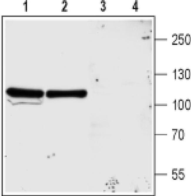 NMDAR3A (extracellular) Antibody in Western Blot (WB)