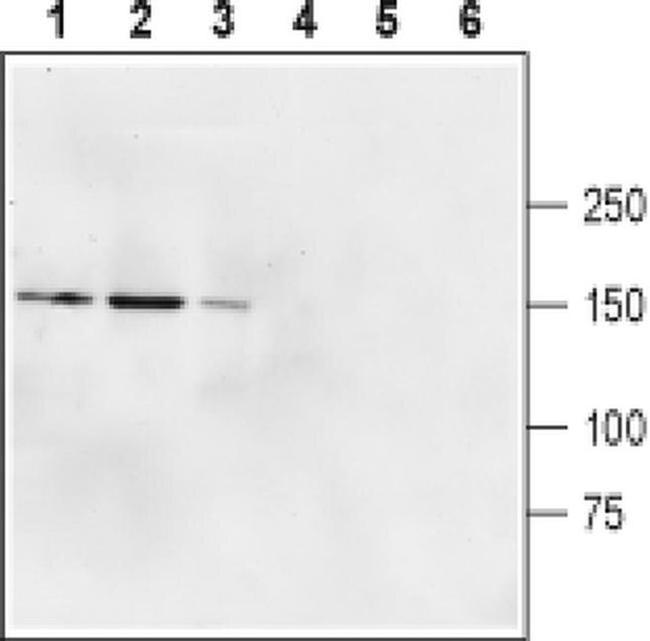 GRID2 Antibody in Western Blot (WB)