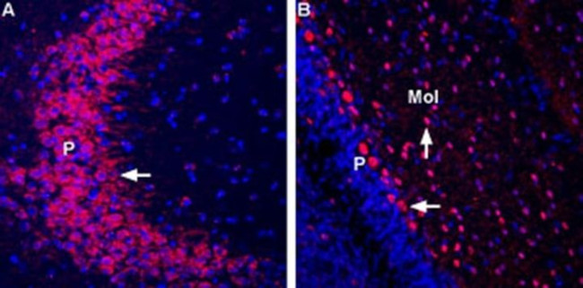 GluR7 (extracellular) Antibody in Immunohistochemistry (Frozen) (IHC (F))