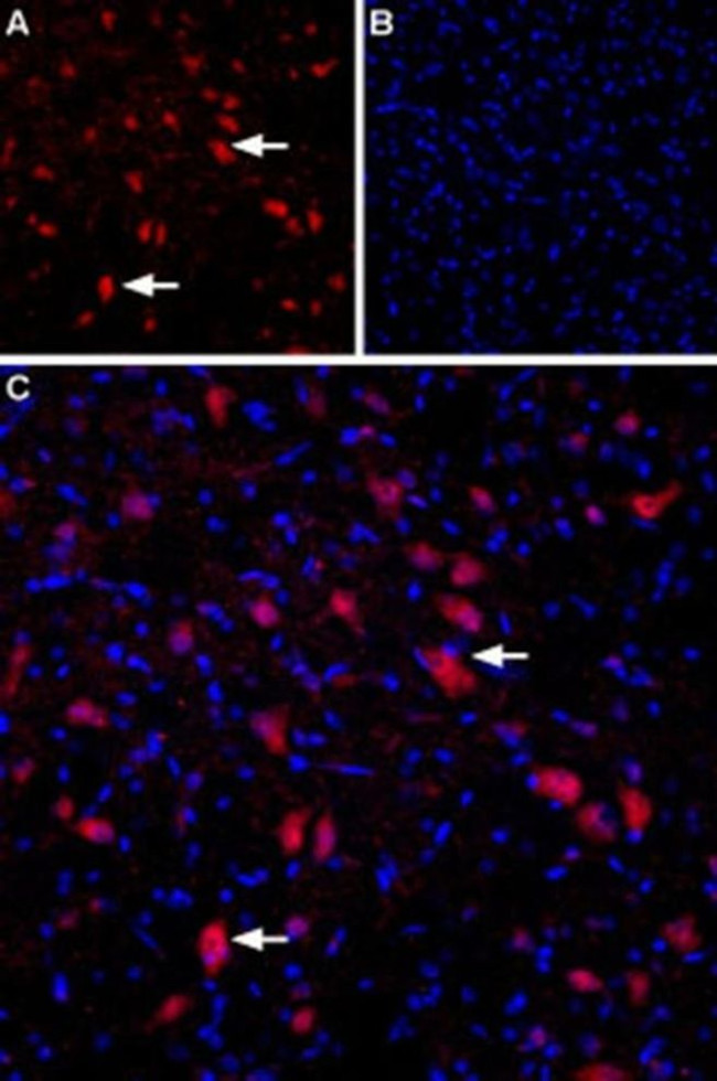 GRIK4 (extracellular) Antibody in Immunohistochemistry (Frozen) (IHC (F))