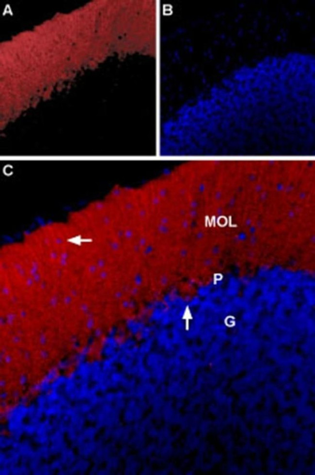 GLRA1 Antibody in Immunohistochemistry (IHC)